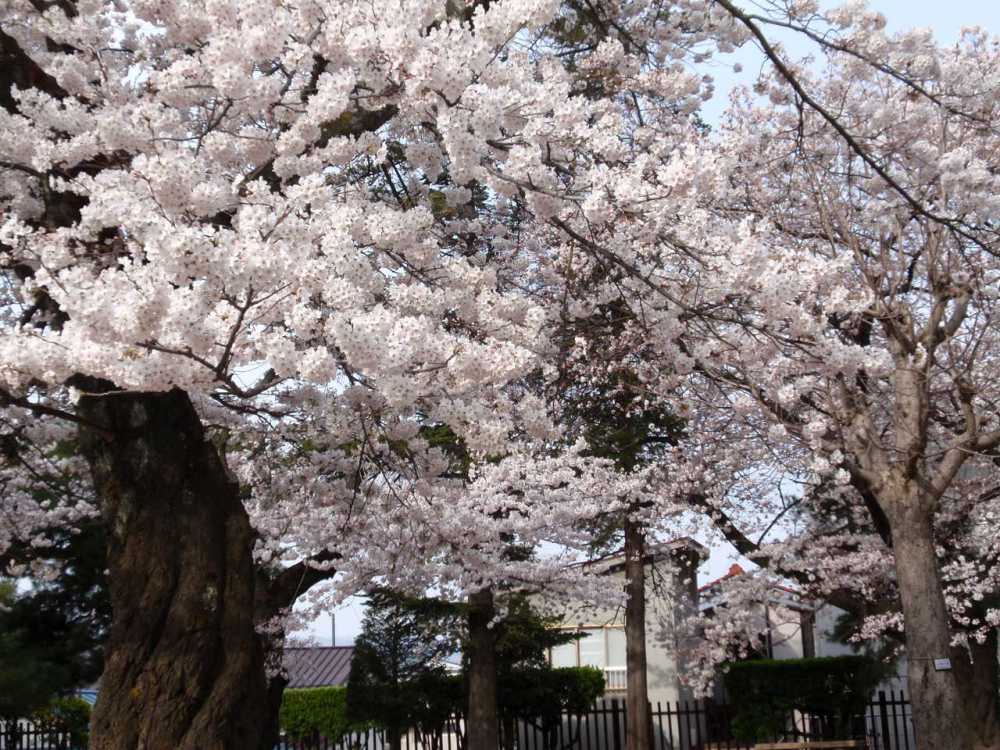 松本城　桜